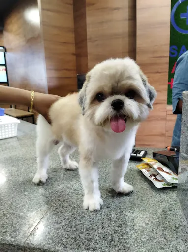 Image of: Sanchu Animal Hospital In Velachery 6