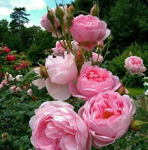 Image of: Avs Transport in Vyasarpadi