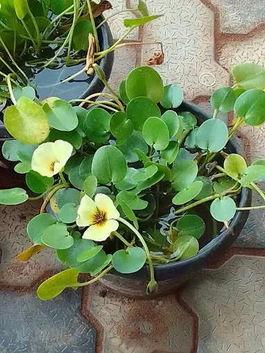 Image of: Aadharam Thalir Nursery Garden In Madurai 4