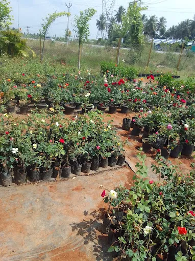Image of: Aadharam Thalir Nursery Garden In Madurai 5