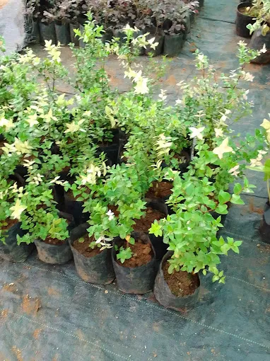 Image of: Aadharam Thalir Nursery Garden In Madurai 6