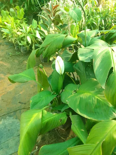 Image of: Aadharam Thalir Nursery Garden In Madurai 7