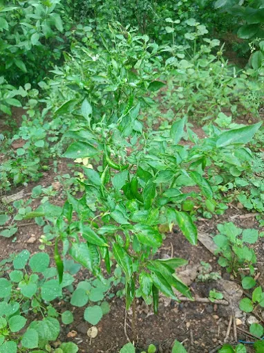 Image of: Aarthai Muthukumar Garden In Madurai