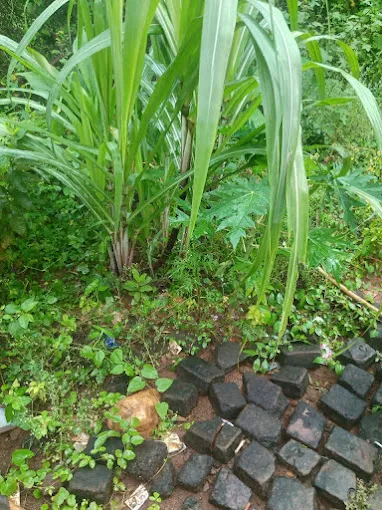 Image of: Aarthai Muthukumar Garden In Madurai 2