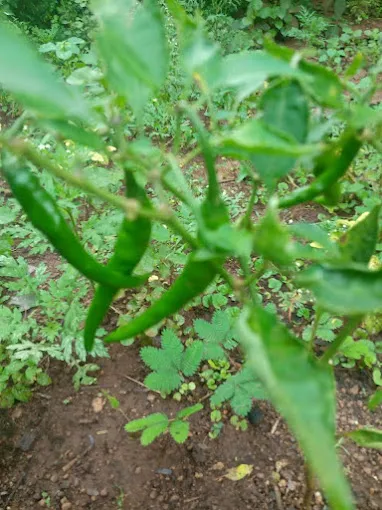 Image of: Aarthai Muthukumar Garden In Madurai 3