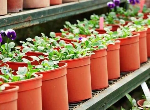 Image of: Al Shaji Farms And Nursery Garden In Villapuram