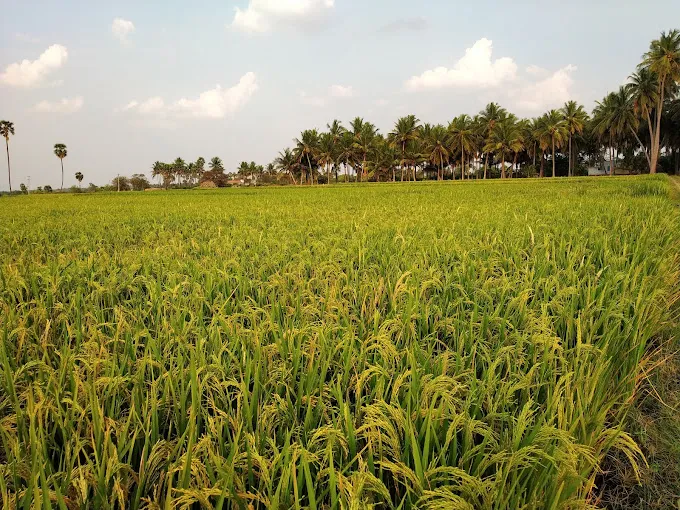 Image of: Anand Swathi Garden In Madurai