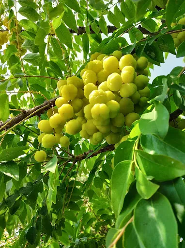 Image of: Anand Swathi Garden In Madurai 3