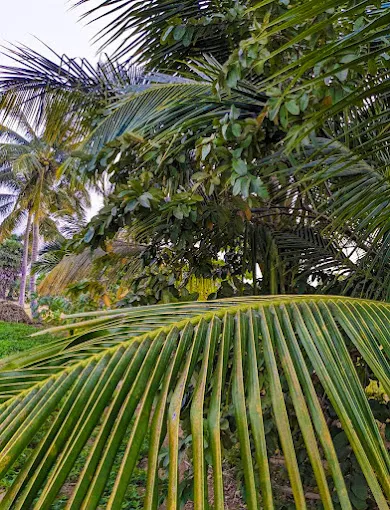 Image of: Anand Swathi Garden In Madurai