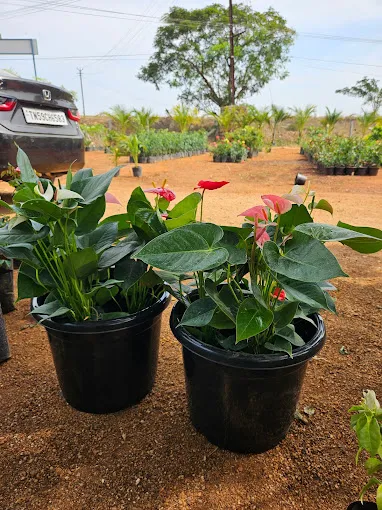 Image of: Asnursery Garden In Madurai 2