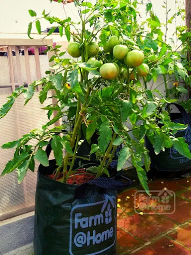 Image of: Farm At Home In Anna Nagar