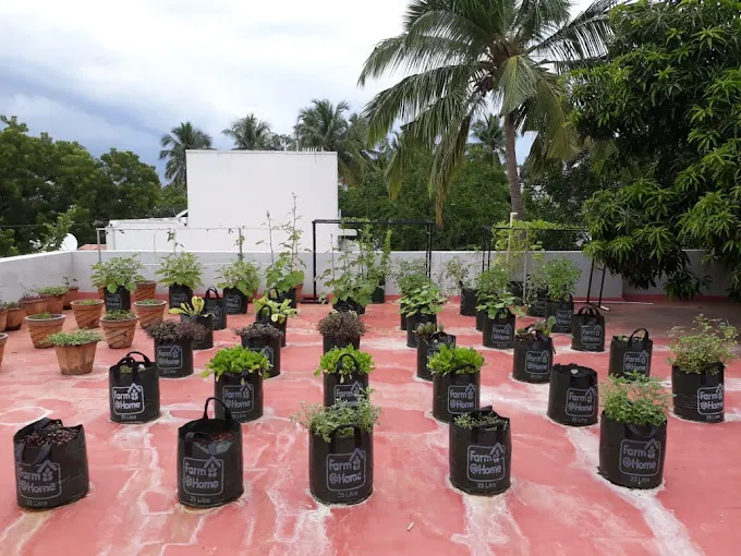 Image of: Farm At Home In Anna Nagar 2