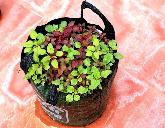 Image of: Farm At Home In Anna Nagar