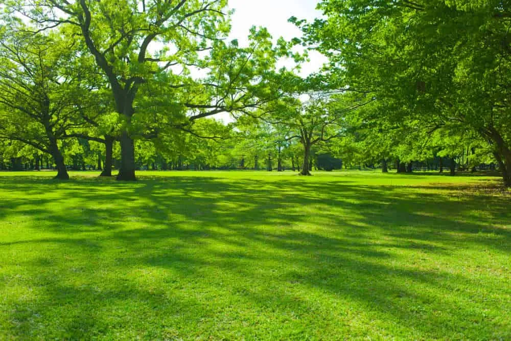 Image of: Gopalsamy Garden In Thiruparankundram