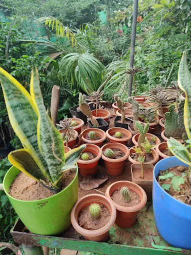 Image of: Green Nursery Garden In Madurai 5