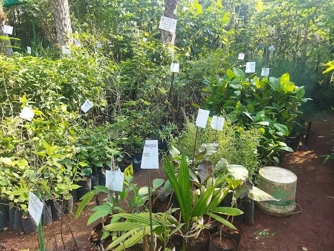 Image of: Green Nursery Garden In Madurai 6