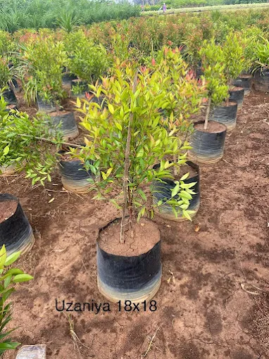 Image of: Green Solutions Nursery Garden In Madurai 2