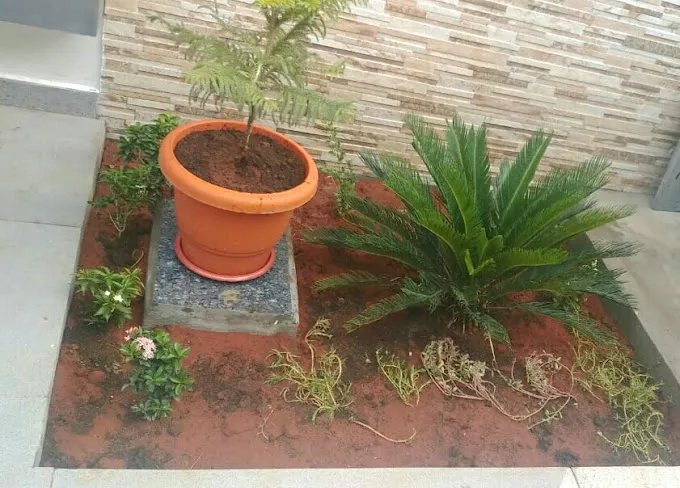 Image of: Home Gardening In Kalavasal 2