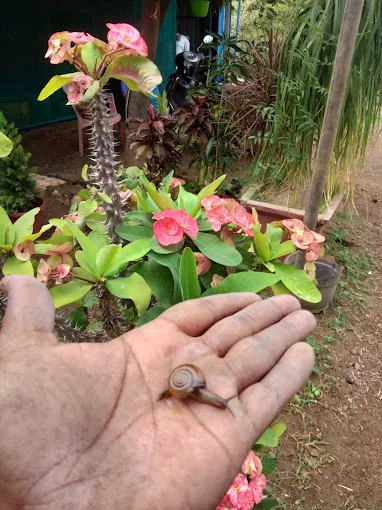 Image of: Hortica Nursery Garden In Madurai