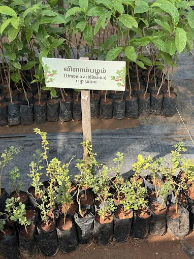Image of: Isha Nursery In Madurai