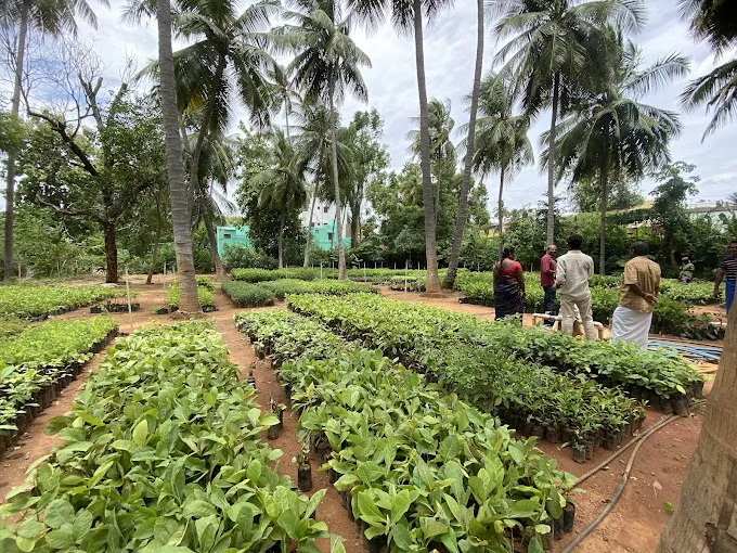 Image of: Isha Nursery In Madurai 3