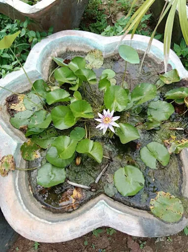 Image of: Kumaran Nursery Garden In Madurai 2