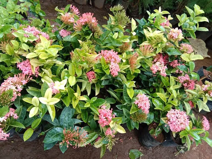 Image of: Kumaran Nursery Garden In Madurai