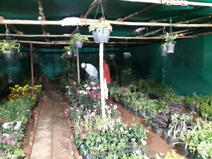 Image of: Lotus Nursery Garden In Madurai 2