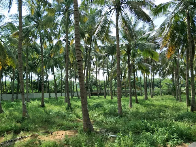 Image of: Madura Gardens In Madurai 3