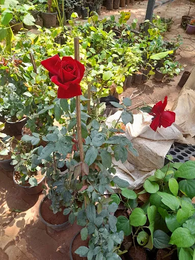 Image of: Matha Nursery Garden In Madurai 3