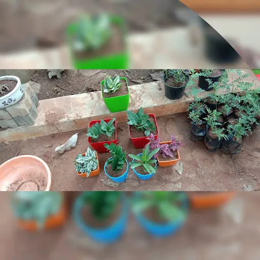 Image of: Matha Nursery Garden In Madurai 4