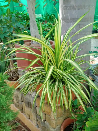 Image of: Matha Nursery Garden In Madurai 5
