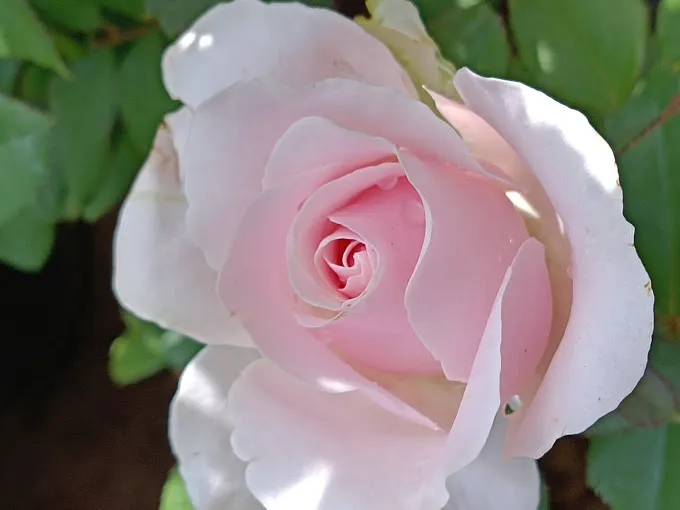 Image of: Matha Nursery Garden In Madurai 6