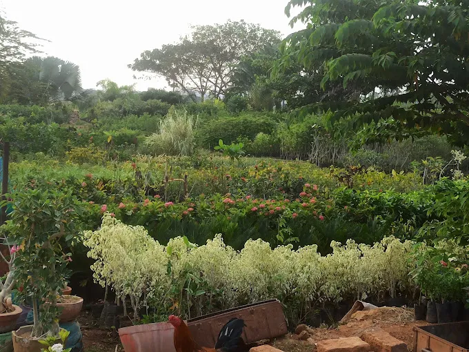 Image of: Meena Nursery Garden In Madurai 2