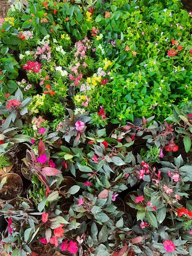 Image of: Meena Nursery Garden In Madurai 3