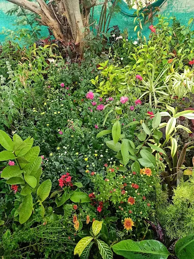 Image of: Meenakshi Nursery In Thiru Nagar 3