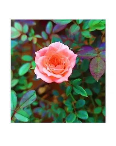 Image of: Mullai Nursery Garden In Madurai 2