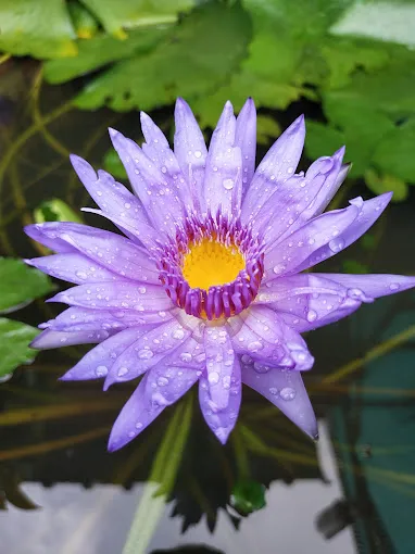 Image of: Mullai Nursery Garden In Madurai