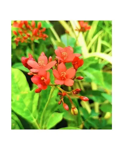 Image of: Mullai Nursery Garden In Madurai
