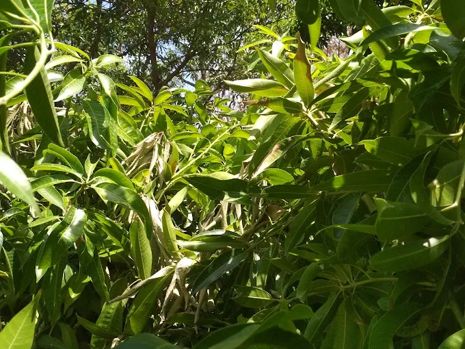 Image of: Muthu Nursery Garden In Madurai 3