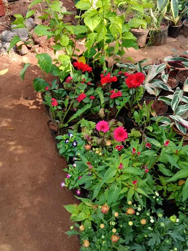 Image of: My Tiny Garden In Madurai