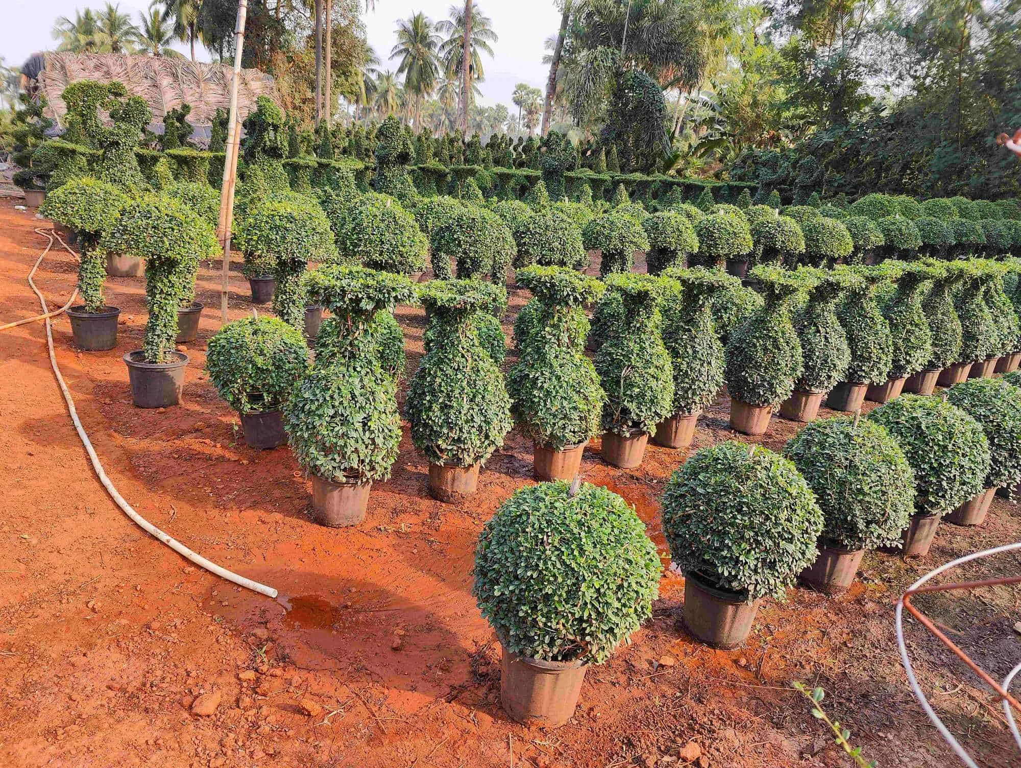 Image of: Naga Nursery Garden In Madurai