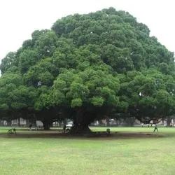 Image of: Nattamai Garden In Madurai