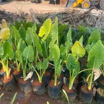 Image of: Nivash Garden In Teppakulam
