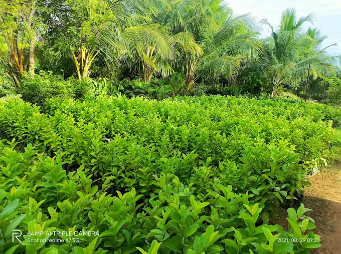 Image of: Pandian Nursery Garden In Madurai