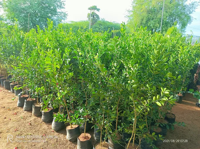 Image of: Pandian Nursery Garden In Madurai 2