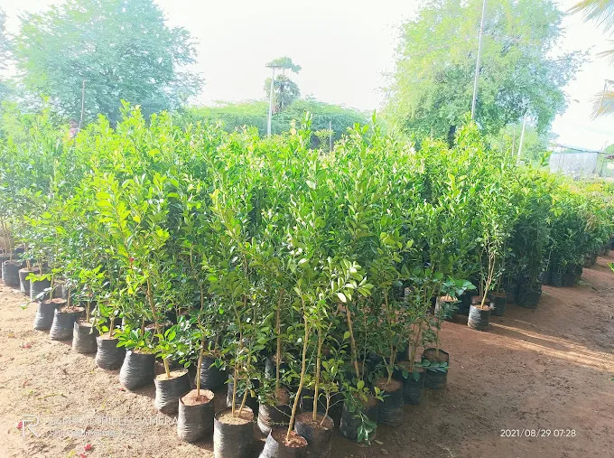 Image of: Pandian Nursery Garden In Madurai 3