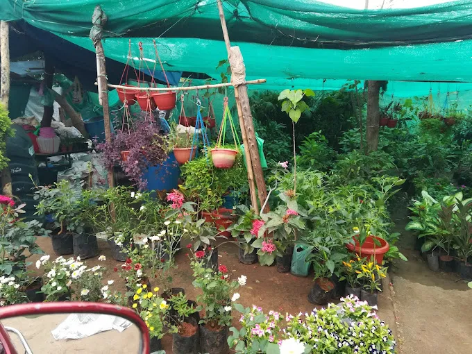 Image of: Pandiyan Nursery Garden In Ellis Nagar 2
