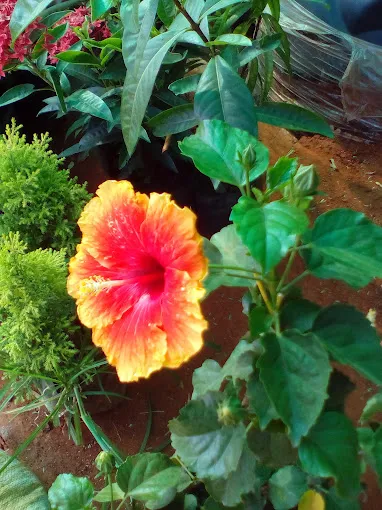 Image of: Pandiyan Nursery Garden In Ellis Nagar 3