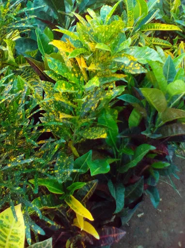 Image of: Pandiyan Nursery Garden In Ellis Nagar 4